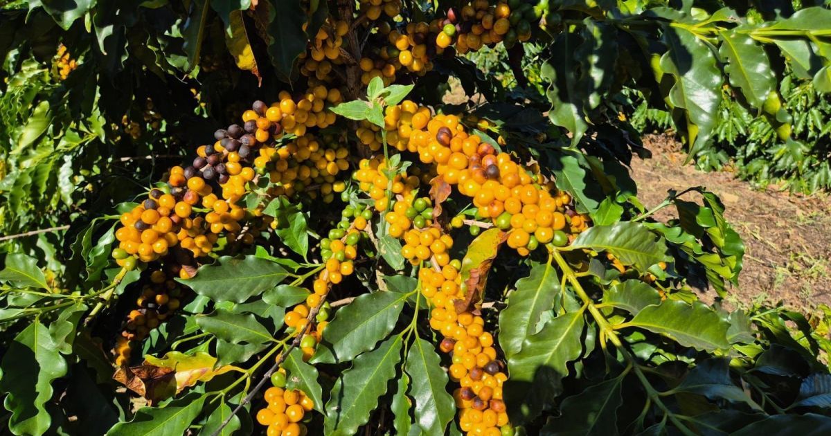 USDA prevê safra recorde de café no Brasil e aumento de 30% nas exportações