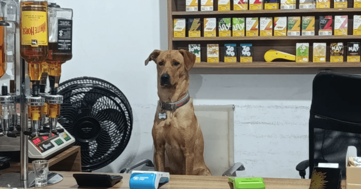 “Cão CLT”: animal viraliza após ajudar funcionários de mercado em SC