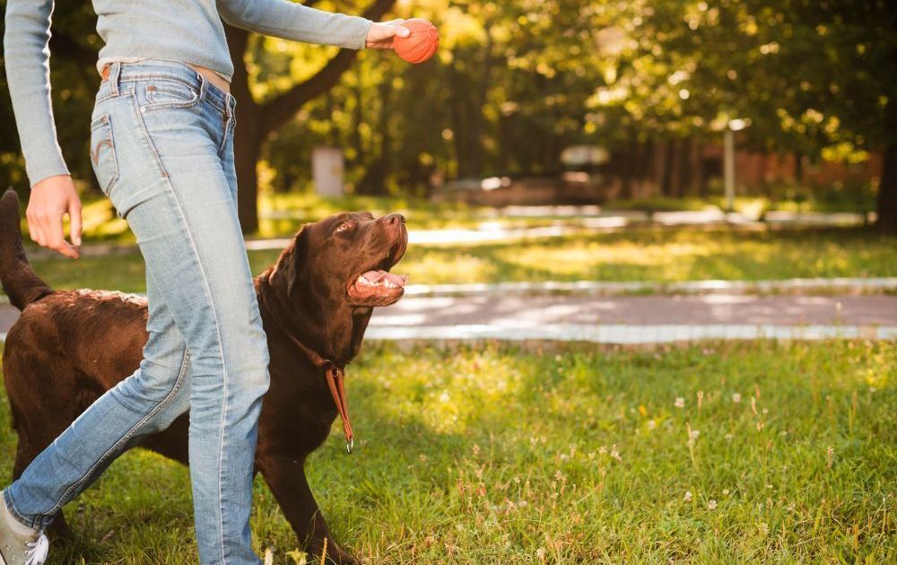 Seu cachorro te entende mais do que você imagina — e a ciência provou