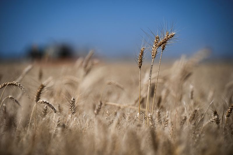 Especialistas preveem El Niño positivo para safra argentina