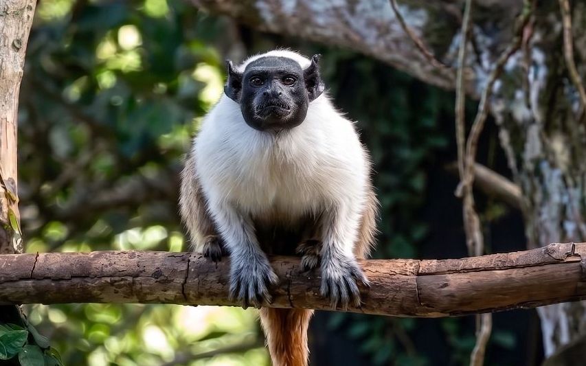 Solitário, macaco ‘Amendoim’ busca parceira sexual no Dia dos Namorados