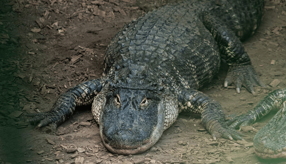 Polícia prende homem após criança cair em jaula de crocodilo no Reino Unido
