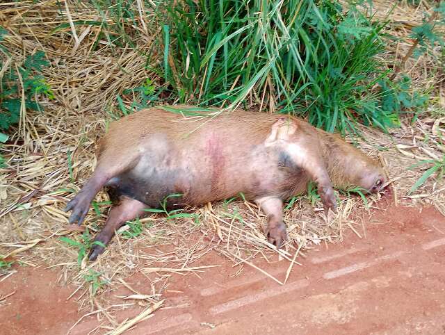 Jaru: Mãe é entubada e filha fica ferida após motocicleta atingir capivara na zona rural