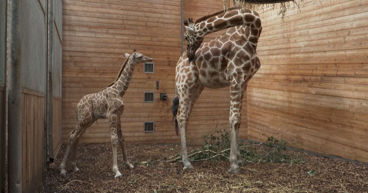 Vídeo: Conheça o novo filhote de girafa do zoológico da Dinamarca