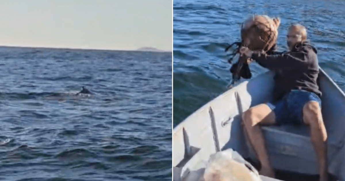 Baleia jubarte fica presa em rede de pesca e quase morre em Niterói