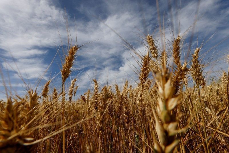 Trigo sobe 1,81% em Chicago com cortes do USDA e queda nos estoques