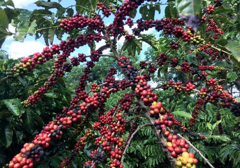 Rondônia projeta safra recorde de café robusta em 2026
