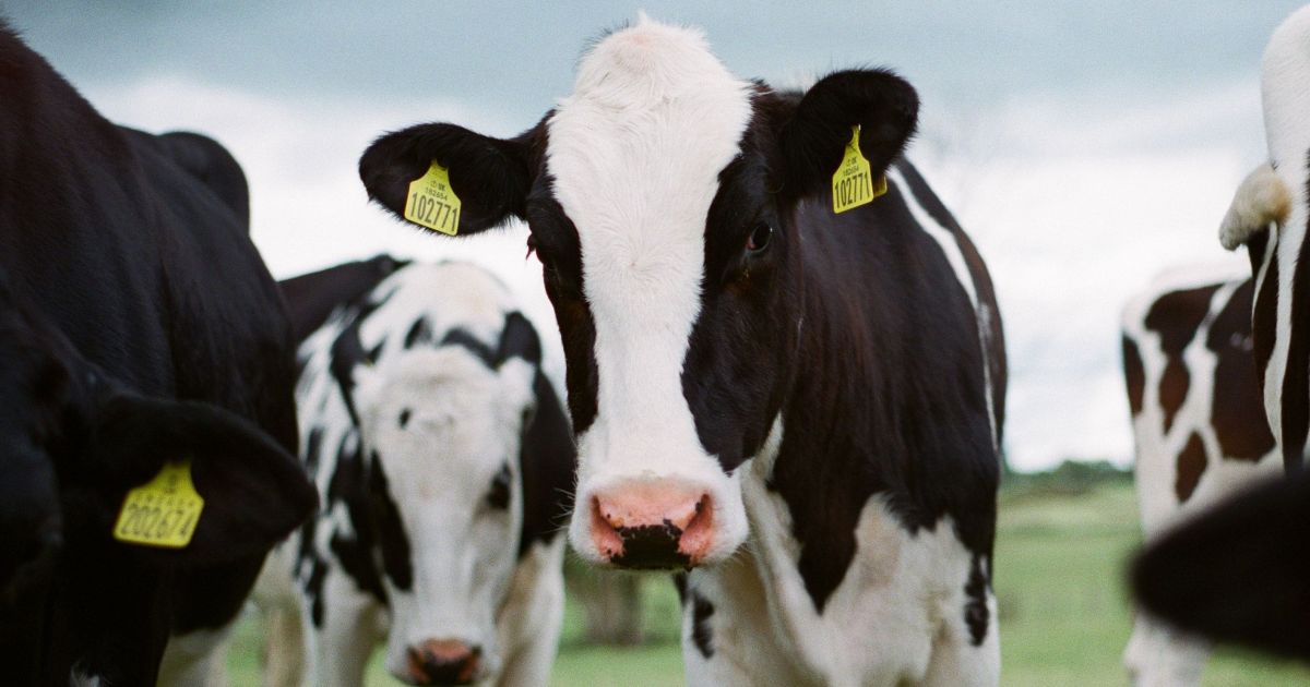 Brasil tenta abrir mercado de carne bovina na Coreia do Sul