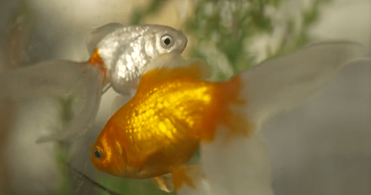 Peixes são resgatados de restaurante na Argentina após decisão judicial
