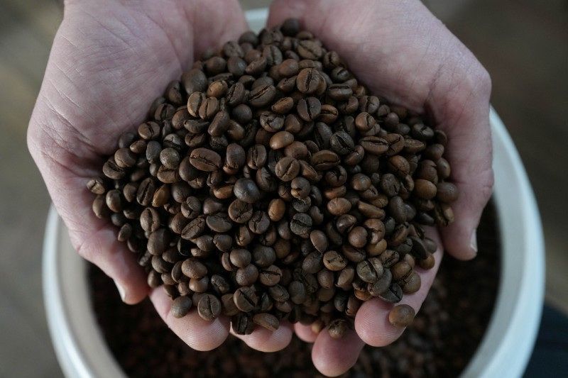 Colheita de café da Cooxupé chega a 97,3%