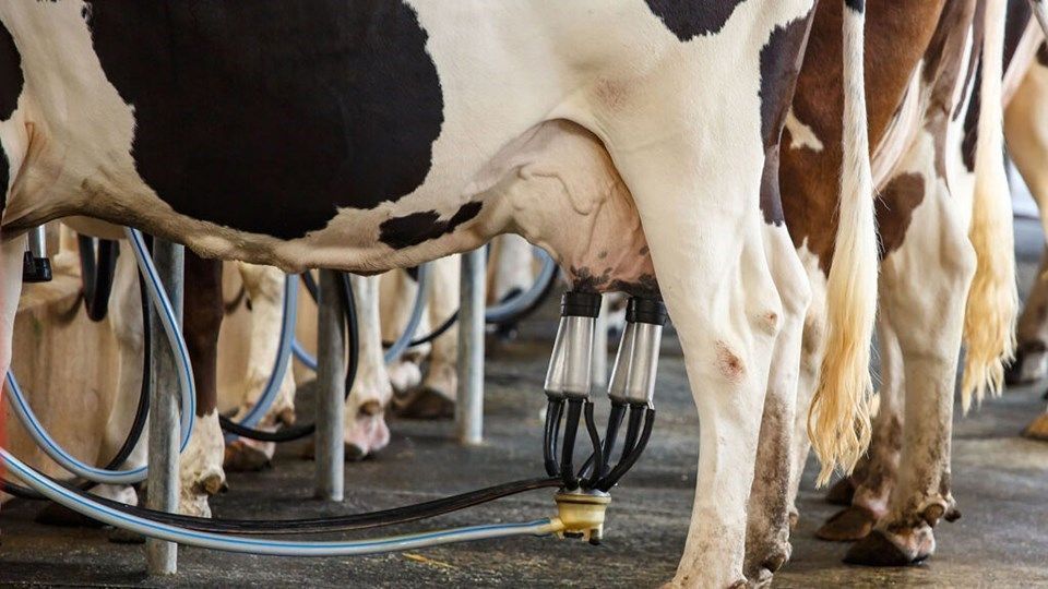 Custo de produção de leite sobe 4,13% no ano e pressiona margem do produtor