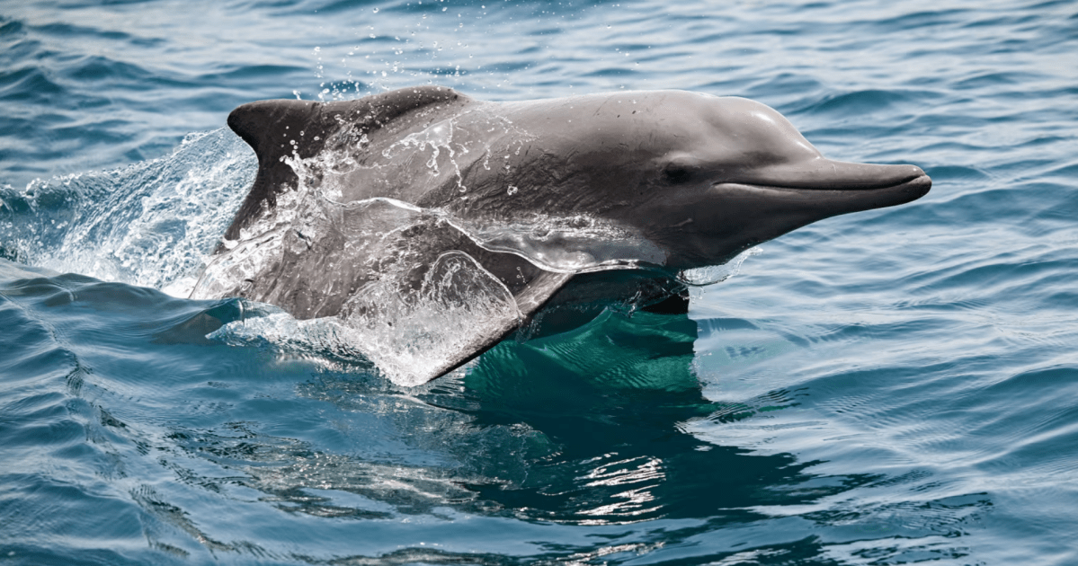 Vida subaquática é ameaçada à medida que guerra com o Irã se prolonga