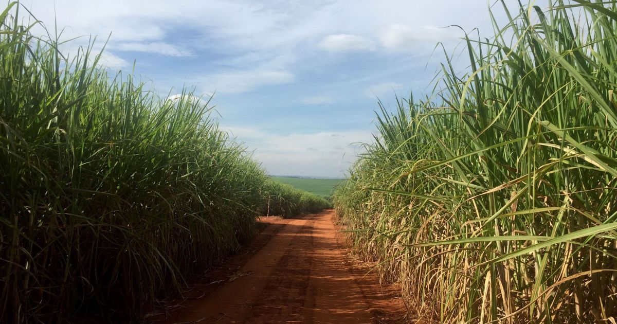 Preços do etanol caem em 7% com cenário favorável ao aumento da oferta