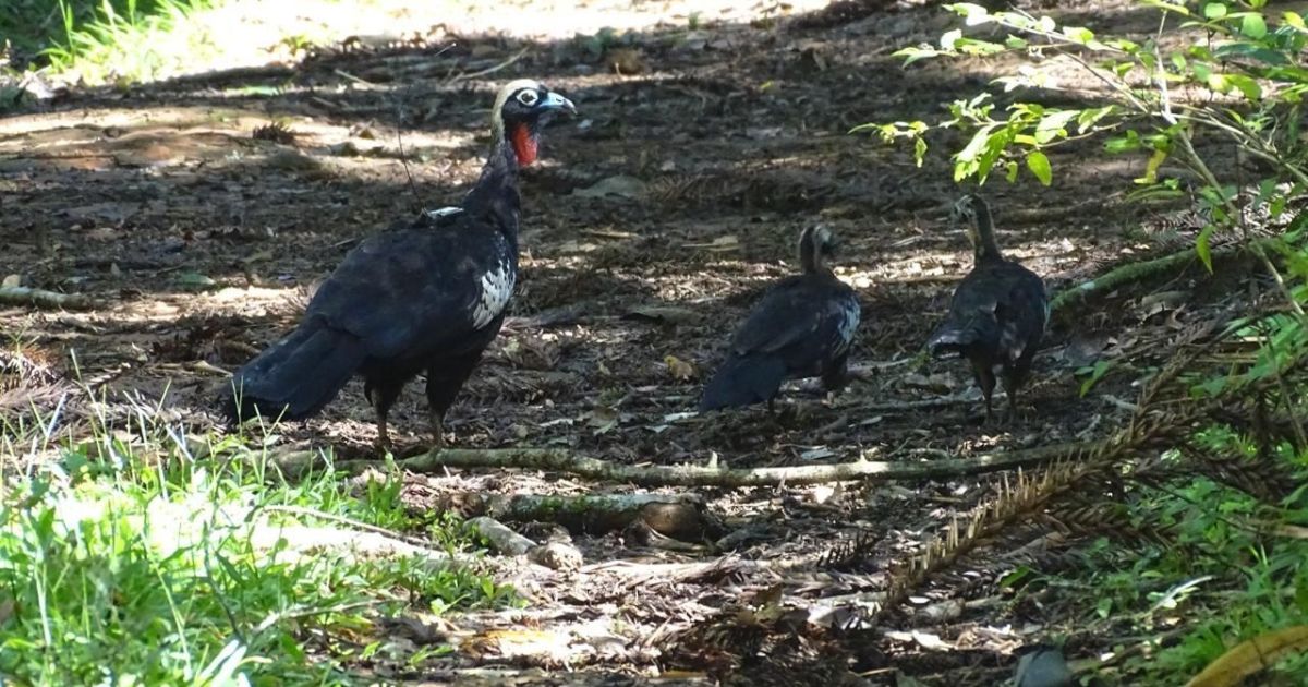 Biodiversidade avança na estratégia produtiva do agro