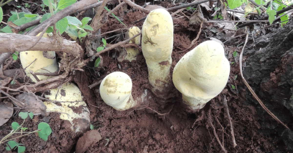 Recém-coroado “rei” dos fungos gigantes chega a incríveis 60 cm de altura; conheça o Dianjunus rex