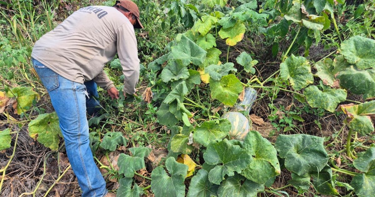 IBGE lança cadastro prévio para o Censo Agropecuário de 2027